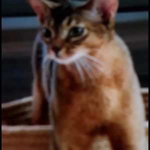 Meet your Posher, Shi